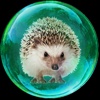 Hedgehog in the Bubble World