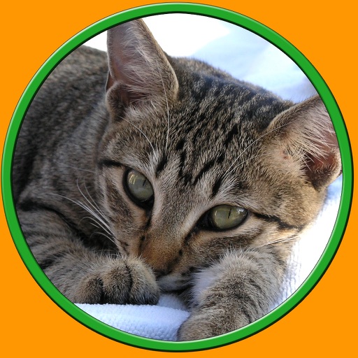 exciting cats for kids - no ads icon