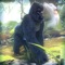 Gorilla Simulator 2016 | Monkey vs. Tiger Game For Free