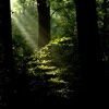 Forest Light Wallpapers HD: Quotes Backgrounds with Art Pictures