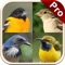 Perching Bird Guide app is the perfect Bird Guide with more than 3000 birds in categories like Swallows and Martins, Ovenbirds , Chats and Flycatchers, Birds of Paradise, Honeyeaters etc
