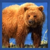 Real Wild Stray Bear Simulator
