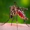 How To Get Rid Of Mosquito Bites is an app that includes some helpful information on how to get rid of mosquito bites