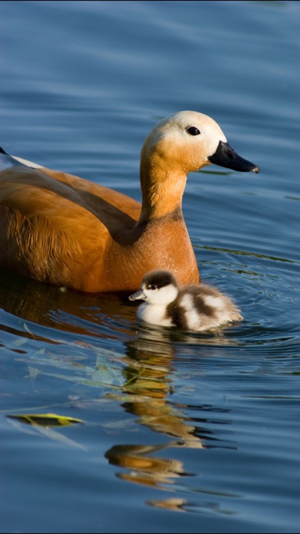 Sound Touch Lite - Play baby games & animal photos screenshot-3