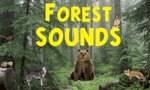 Forest Sounds