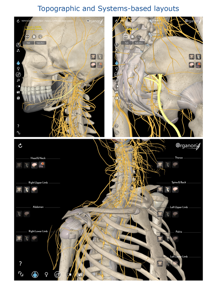 3D Organon Anatomy - Brain and Nervous System