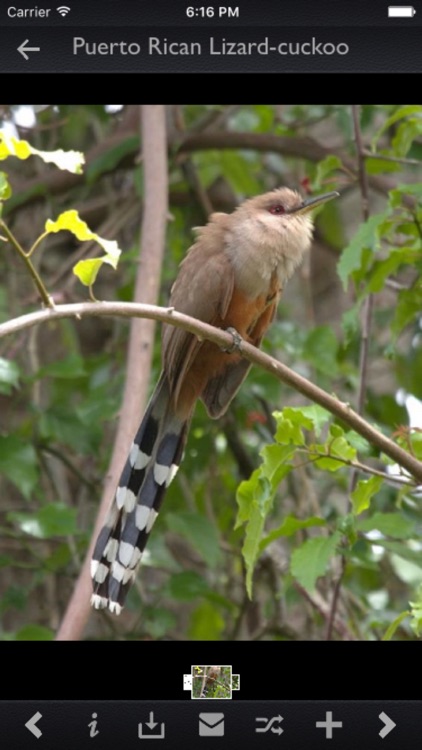 Cuckoos Info Kit