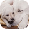 Be a Professional Help a Mother Dog Birth Fast & Safe