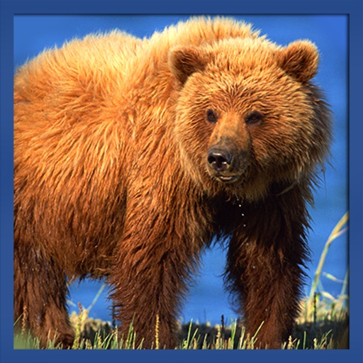 Real Wild Stray Bear Simulator icon