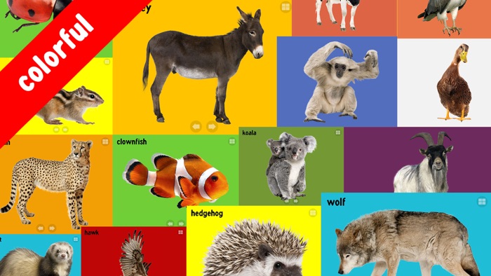 100 Animals Words for Babies  Toddlers School Edition