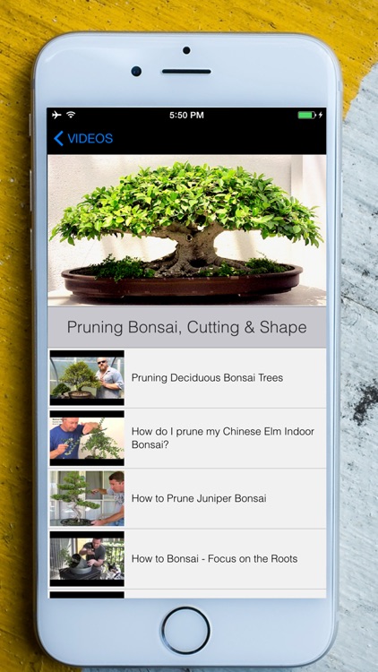 Easy Bonsai Tree For beginners - Best How To Grow Bonzai Plants Tips & Care Instruction UCC Videos, Start Today! screenshot-3