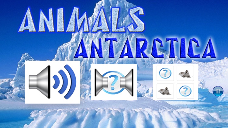 Animals Antarctica