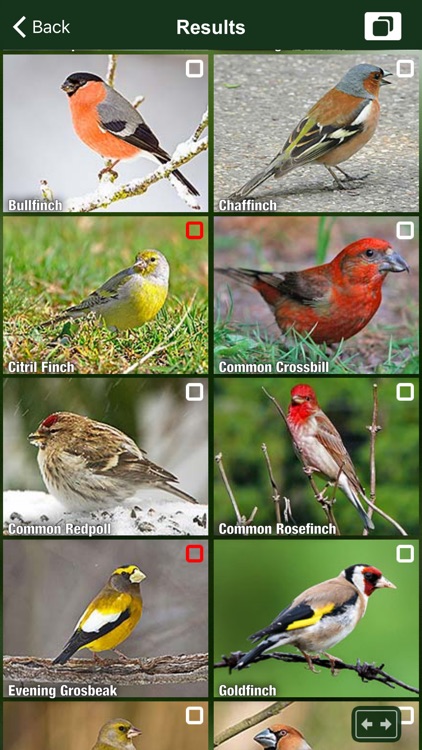 All Birds UK - A Complete Field Guide to the Official List of Bird Species Recorded in Great Britain and Northern Ireland screenshot-3