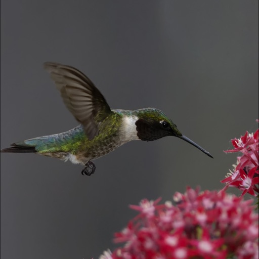 Hummingbirds Guide +