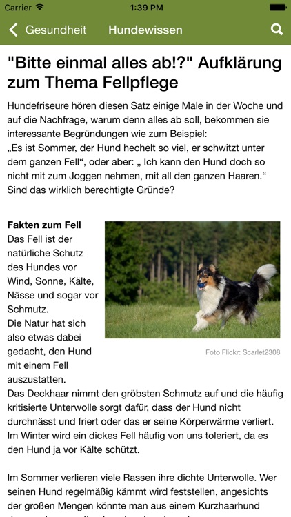 Hundewissen