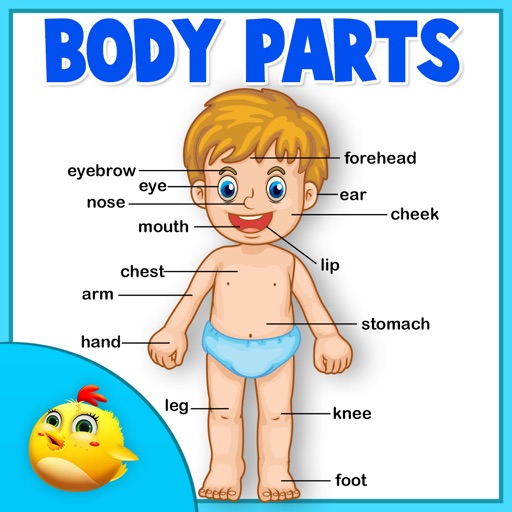 Learning Human Body Part 1 Icon