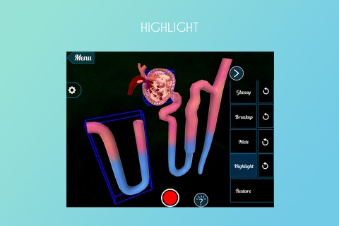 Nephron and VasaRecta 3D screenshot 3