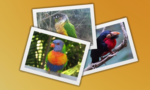 Bird Quiz - Guess The Pet Bird Icon