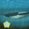 Whale Survival Simulator 3D - Ocean animal survival simulator