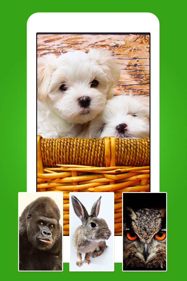 Animals - Cute Animal Wallpapers & Wild Life Backgrounds screenshot 2