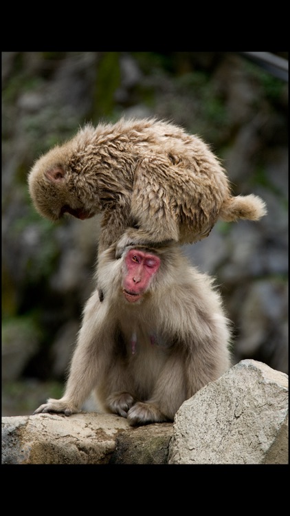 Japanese Macaques
