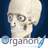 3D Organon Anatomy - Skeleton, Bones, and Ligaments - Medis Media Pty Ltd