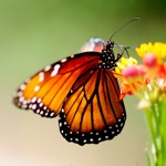 Butterfly Wallpapers