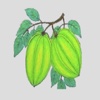 Pick Starfruit Game