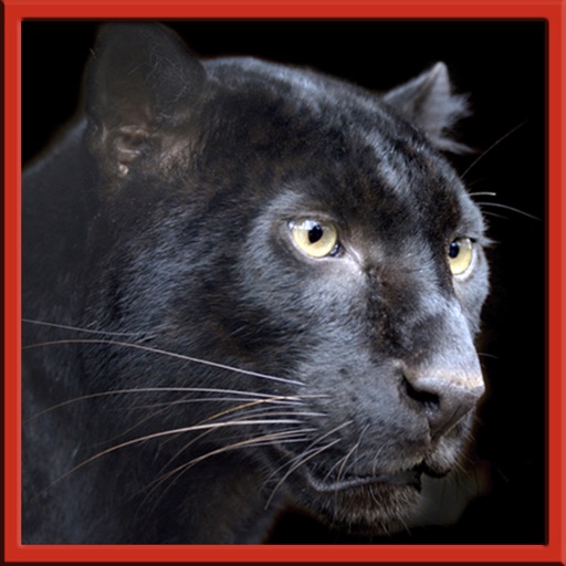 Real Wild Stray Panther Simulator icon