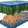 Epidermal Cell 3D