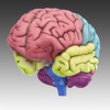 3D Brain iPhone / iPad