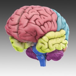 3D Brain App Icon