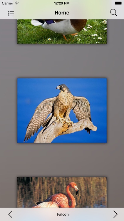 Animals and Insects
