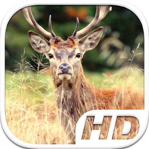 Stag Simulator HD Animal Life icon
