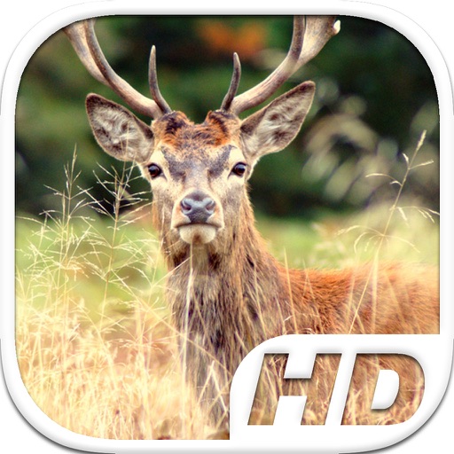 Stag Simulator HD Animal Life