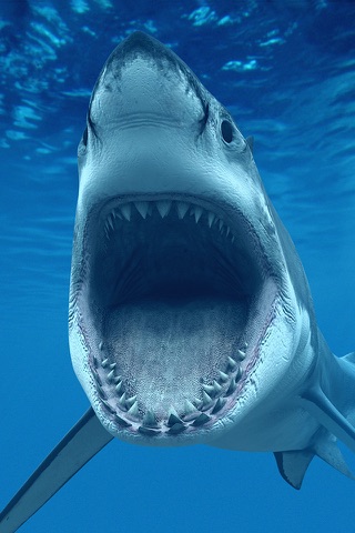 Скриншот из Shark Attack Survival: Great White & Tiger, Blue & Mako, Hammerhead & Whale