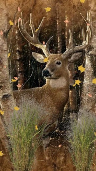 Deer Timber Forest Grass Sunset Hd Desktop Wallpaper  Wallpapers13com