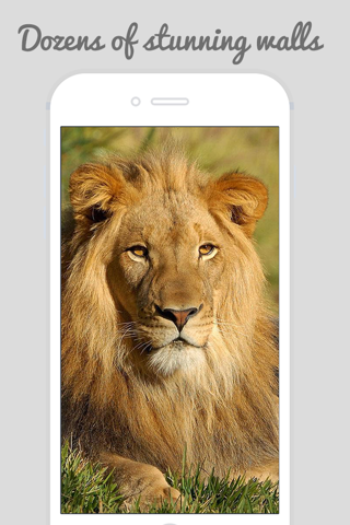 Lion Wallpapers - Big Cats ! screenshot 2