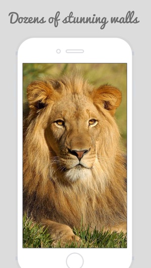 Lion Wallpapers Big Cats On The App Store