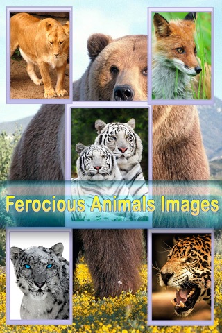Wild Life Wallpapers -Best HD Wallpapers of Animal World screenshot 3