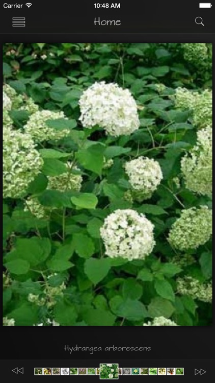 Medicinal Herbs Guide