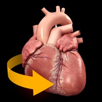 心臓解剖 Heart 3D Atlas of Anatomy