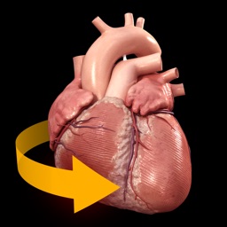 Heart - 3D Atlas of Anatomy