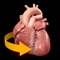 Heart 3D Atlas of Anatomy allows you to rotate a highly realistic 3D heart model as it was in your hands