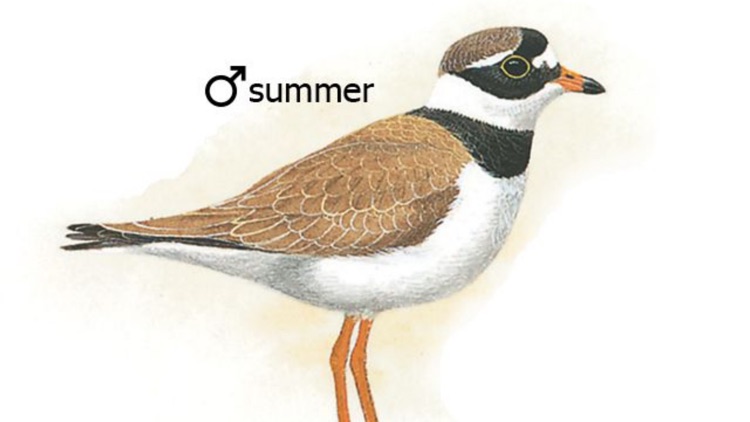 eGuide to the Handbook of Bird Identification for the Iberian Peninsula screenshot-3
