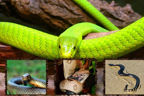The Best Dangerous Snakes+ screenshot 2