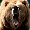 Bear Effects - The Best High Quality Ringtones, Sounds and So Much More!