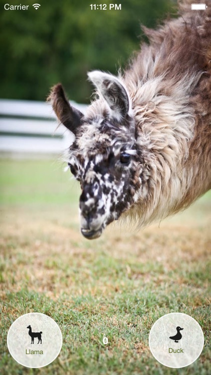 Llama Or Duck?!