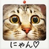 ねこまみれ  -かわいい猫写真が見放題！「ねこのきもち」公式アプリ-