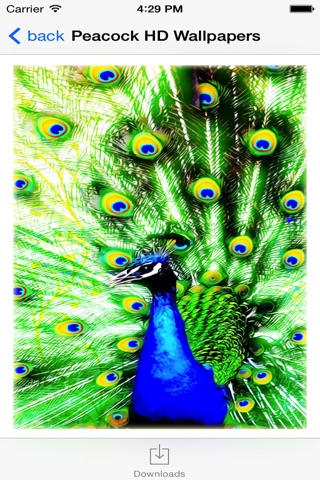 Peacock HD Wallpaper for iPhone screenshot 2